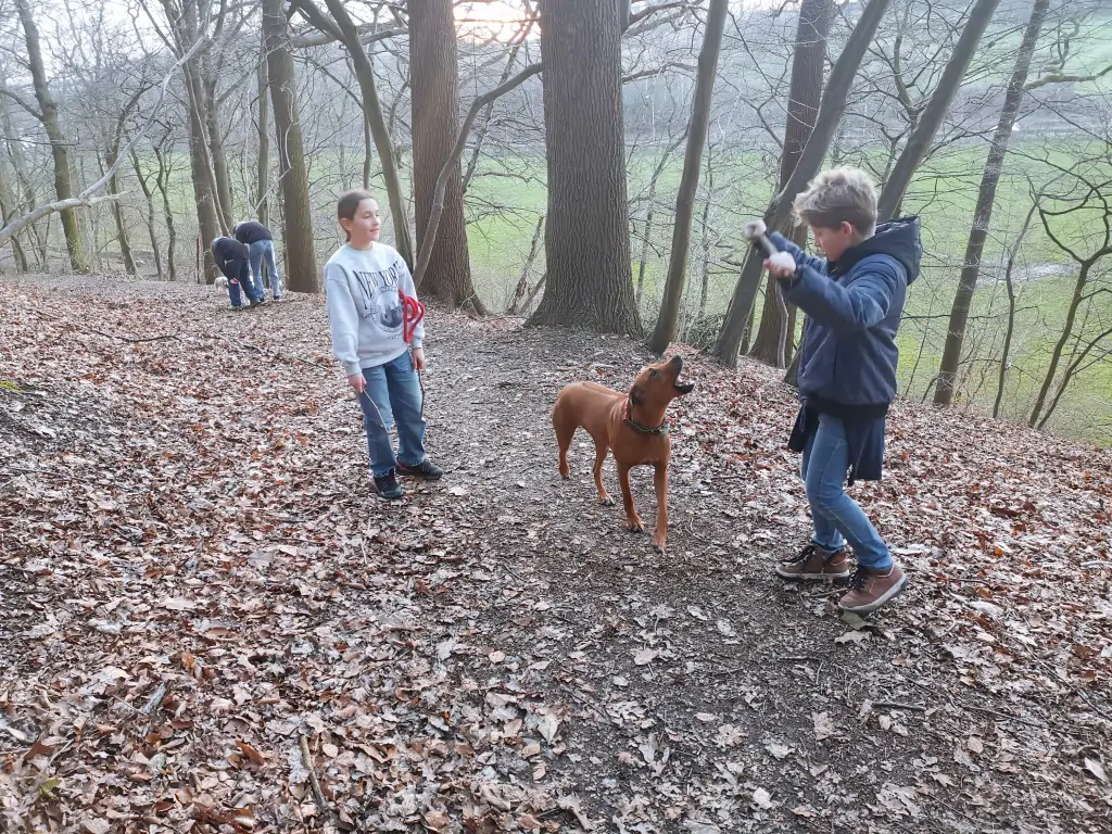 Balade avec les chiens